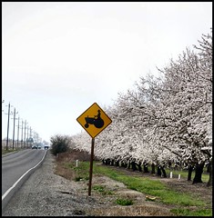 Butte County Almond Orchards