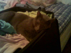 Joey in Suitcase