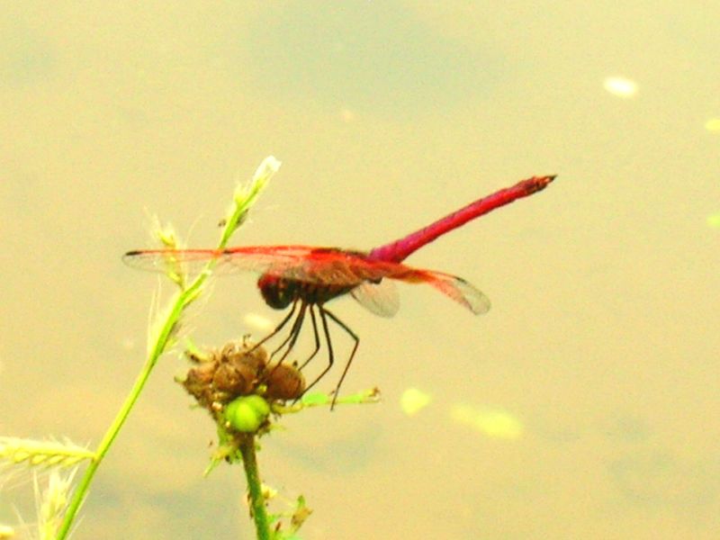 Magenta Dragonfly