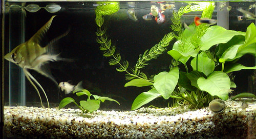 common fish tank plants. A common aquarium plant that