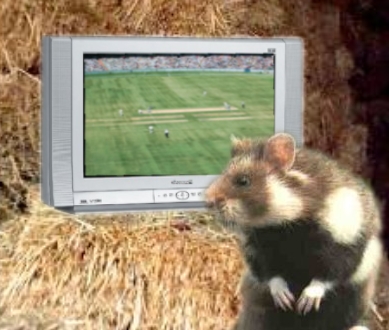 The Cricket Hamster