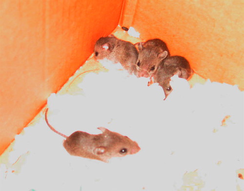 Baby mice