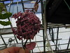 Hoya carnosa (in bloom)