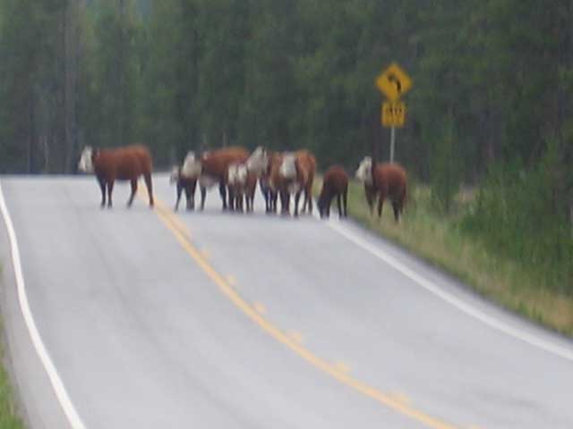 cattle gang