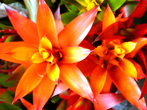 Flowers In Philippines