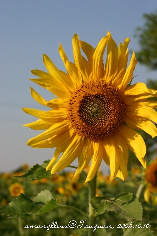 sunflower08