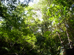 Dapitan Forest