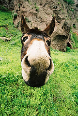 Donkey in Armenia / Esel in Armenia
