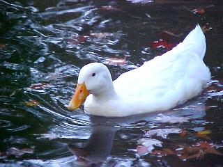 King Quack