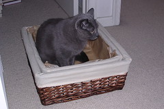 Artemis in a basket