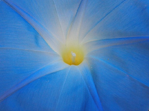 Morning Glory from my garden