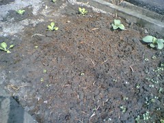 peppers in the ground