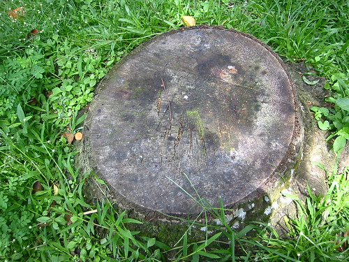 STump of a coconut tree