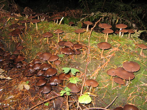 Raft of Mushrooms