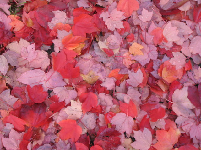 Red Maple Leaves on the Ground