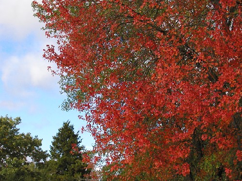 Maple in Autumn Red