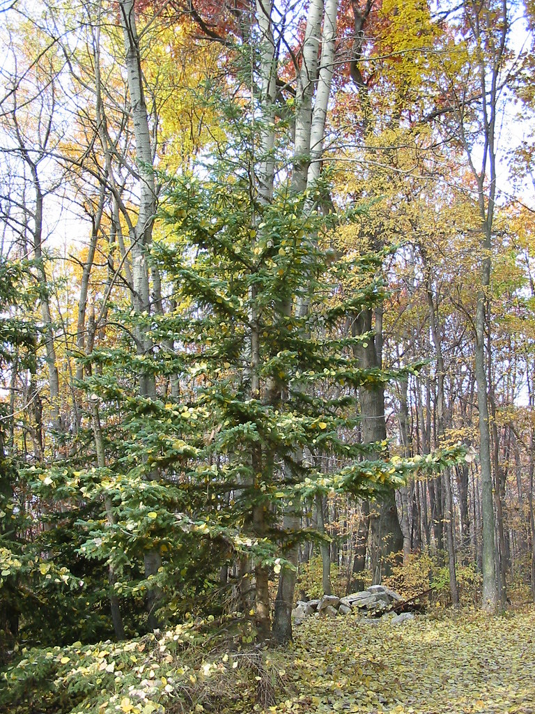 Deciduous leaves decorate a white pine