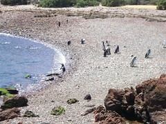 Punto Tumbo - 03 - Penguin beach