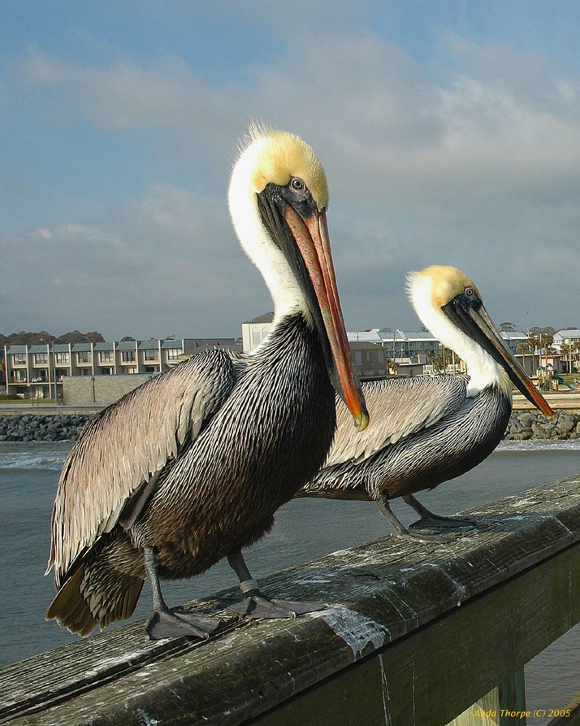 two pelicans