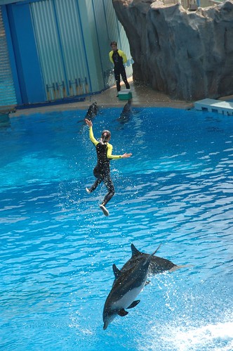 dolphin trapeze show(18-200mm VR)