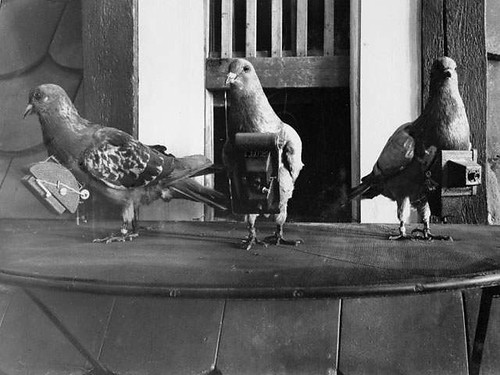 Neubronner's pigeons