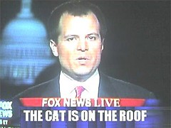 fox_news_cat_4