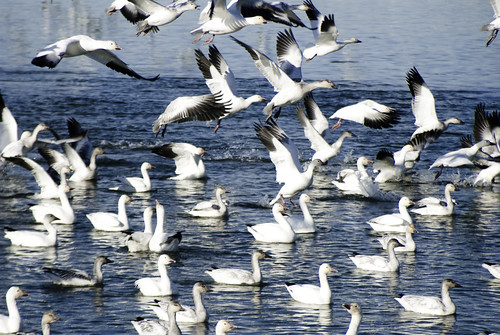 Cold water, White Snow geese