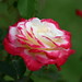 Double Delight Rose, Rosa "ANDeli" Hybrid Tea by Ryan Somma