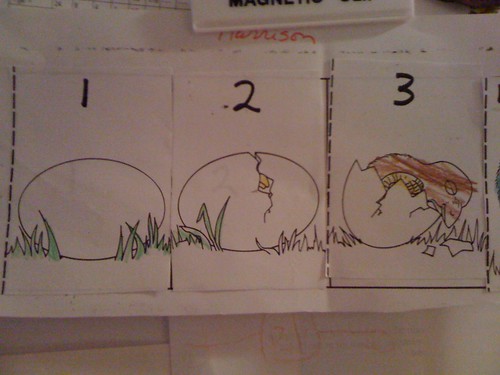Chicken Birth Cycle