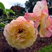 Roses, Peninsula Park by brx0