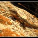 Ibiza - lagartija ibicenca