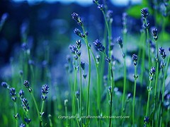 blue lavender
