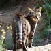 Ibiza - tigerish kitty