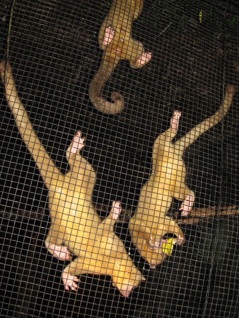 Kinkajous, The Belize Zoo | Flickr - Photo Sharing!