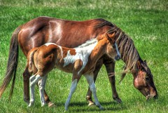 Colt and Mare HDR