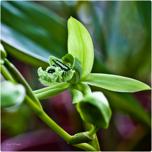 Coelogyne pandurata {black orchid}