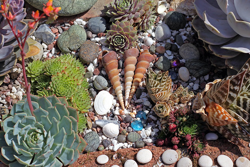 Echeverias, Sempervivum, Aloe and some shells & stones from Turkey and other places.