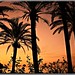 Ibiza - Palmeral al alba