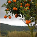 Ibiza - orange tree in the wild