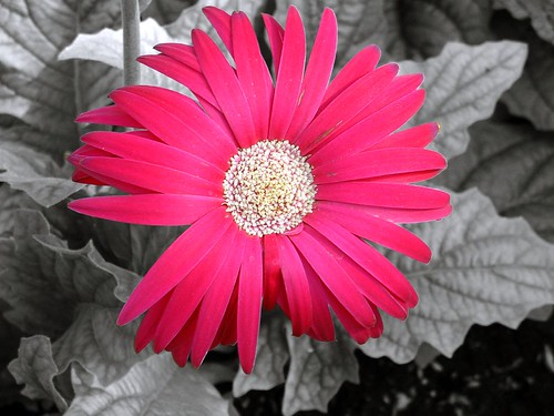 Red Flower with black and white background
