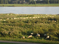 Rhine Sheep 0805 007