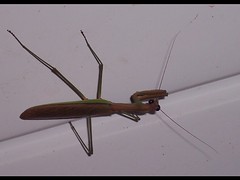 Praying mantis hanging out on the porch ceiling