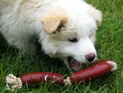 puppy-sausages-toy