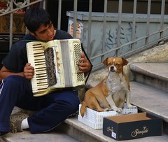 dog at work in Lisboa