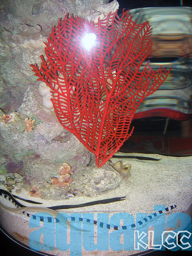 aquaria5