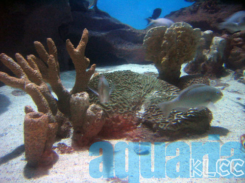 aquaria11