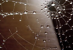 Tangled Web We Weave