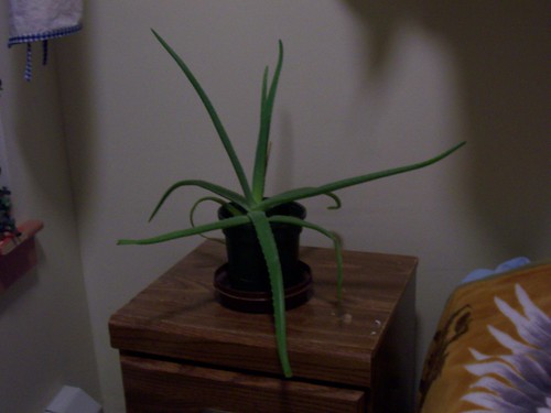 aloe on the bedside table