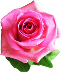 Pink beautiful rose