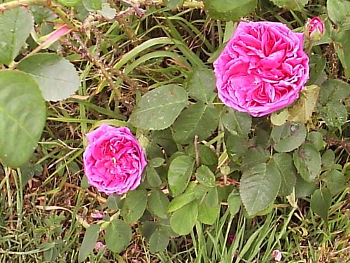 Benambra Rose2